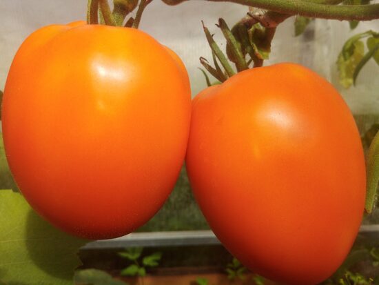 супер персик